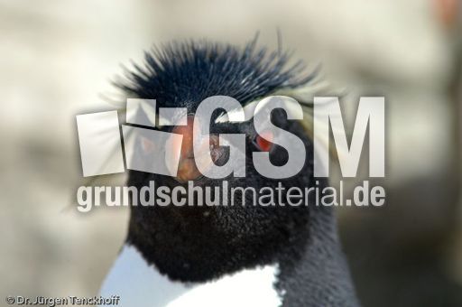 Felsenpinguine (22 von 40).jpg